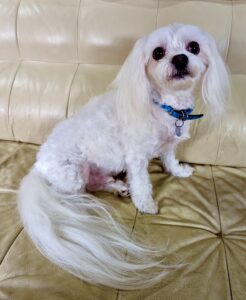 White Maltese dog sitting on a cream leather sofa wearing a blue collar.