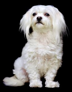 Close-up portrait of a white Maltese dog with long silky ears wearing a blue collar against a black background, looking to the left side