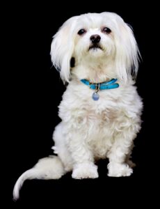Small white Maltese dog wearing a blue collar sitting in a professional studio portrait against a black background.