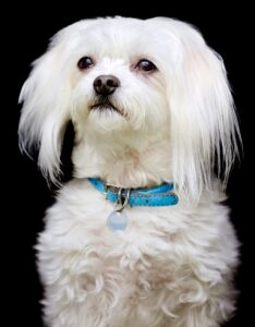 Close-up portrait of a white Maltese dog with long silky ears wearing a blue collar against a black background