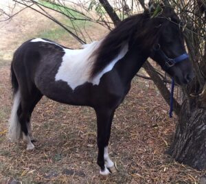 Connie, the black brown and white mini paint pony stands near a tree