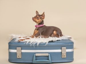 Bambam (Chihuahua) - on suitcase 