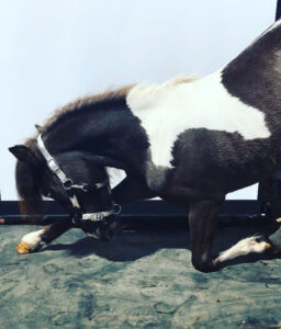 Connie, the black brown and white mini paint pony takes a bow