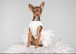 Bambam (Chihuahua) - in beautiful tutu. 