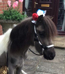 Connie, the black brown and white mini paint pony poses for the camera