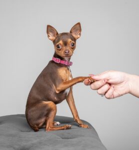 Bambam (Chihuahua)- shaking hand. 