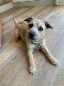 Poppy, Terrier Cross, laying on floor.