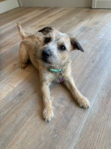 Poppy, Terrier Cross, Relaxing.