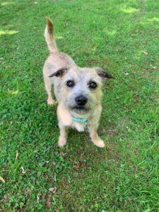 Poppy, Terrier cross, posing in the grass 