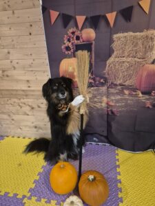 Charlie the tricolor, Mini American Shepherd hold a broomstick