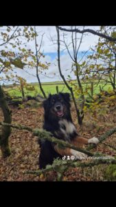 Charlie the tricolor, Mini American Shepherd has his front paws on a tree branch