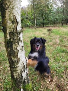 Charlie the tricolor, Mini American Shepherd has his front paws up on a tree