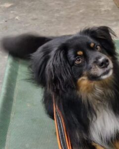 Charlie the tricolor, Mini American Shepherd lies down and looks up