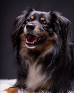 Charlie the tricolor, Mini American Shepherd smiles for the camera