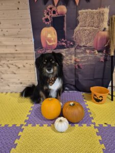 Charlie the tricolor, Mini American Shepherd sits with his pumpkins
