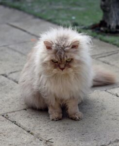 Dylan, Selkirk Rex LH looking for bugs to catch. 