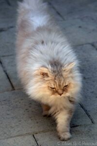 Dylan, Selkirk Rex LH going out exploring. 