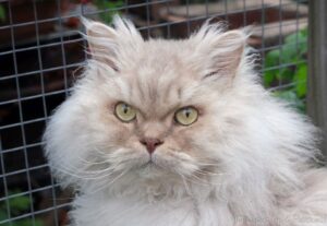 Dylan, Selkirk Rex LH, looking gorgeous with piercing eyes.