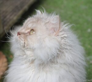 Dylan, Selkirk Rex LH , side profile