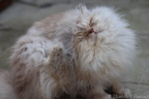 Dylan, Selkirk Rex LH having a scratch. 