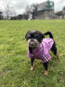 Gatsby, the black and tan Long haired Brussels Griffon stands with his purple coat on