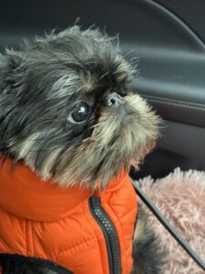 Gatsby, the black and tan Long haired Brussels Griffon has his orange coat on