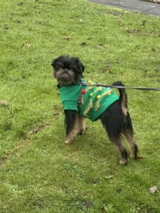Gatsby, the black and tan Long haired Brussels Griffon stands with his green coat on