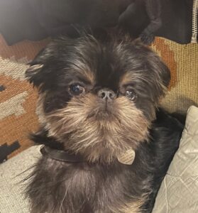 Gatsby, the black and tan Long haired Brussels Griffon looks at the camera
