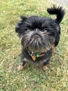 Gatsby, the black and tan Long haired Brussels Griffon stands and looks at the camera