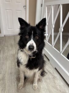 George the black and white Border Collie sits and looks at the camera