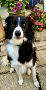 George the black and white Border Collie sits and looks at the camera