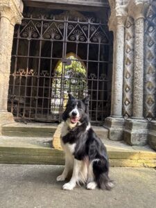 George the black and white Border Collie sits and looks at the camera