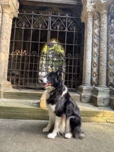George the black and white Border Collie sits and looks away from the camera