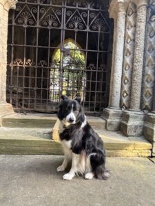 George the black and white Border Collie sits and looks at the camera