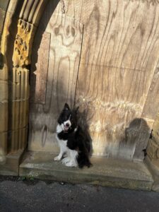George the black and white Border Collie sits in an archway and looks at the camera