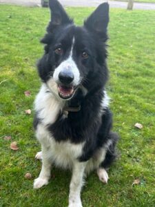 George the black and white Border Collie sits on the grass and looks at the camera