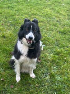 George the black and white Border Collie sits on the grass and looks at the camera