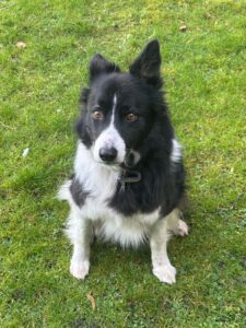 George the black and white Border Collie sits on the grass and looks at the camera