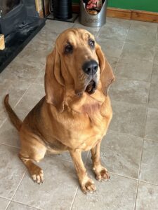 Gracey May the tan Bloodhound sits on the floor