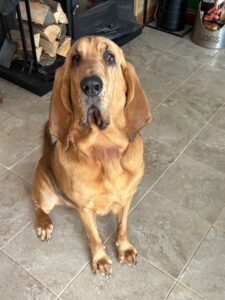 Gracey May the tan Bloodhound sits and looks at the camera