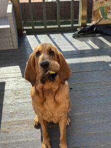 Gracey May the tan Bloodhound has a ball in one side of her mouth