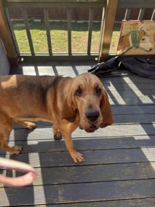 Gracey May the tan Bloodhound stands and looks at the camera