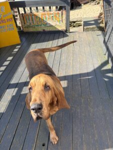 Gracey May the tan Bloodhound stands on the decking