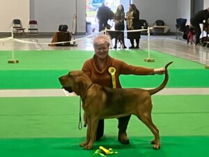 Gracey May the tan Bloodhound stands sideways