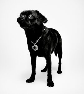 Koko the black Brussels Griffon stands with her head held high