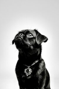 Koko the black Brussels Griffon sits and looks upwards