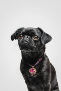Koko the black Brussels Griffon sits and looks past the camera