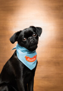 Koko the black Brussels Griffon sits and looks at the camera