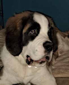 Luna the black red and white Saint Bernard looks past the camera