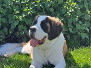 Luna the black red and white Saint Bernard lies on the grass in front of a bush